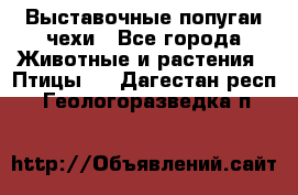 Выставочные попугаи чехи - Все города Животные и растения » Птицы   . Дагестан респ.,Геологоразведка п.